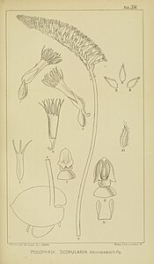 plate 38 Holothrix scopularia