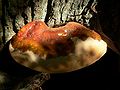 !Ganoderma resinaceum!