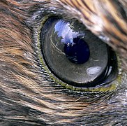 Oko jastreba