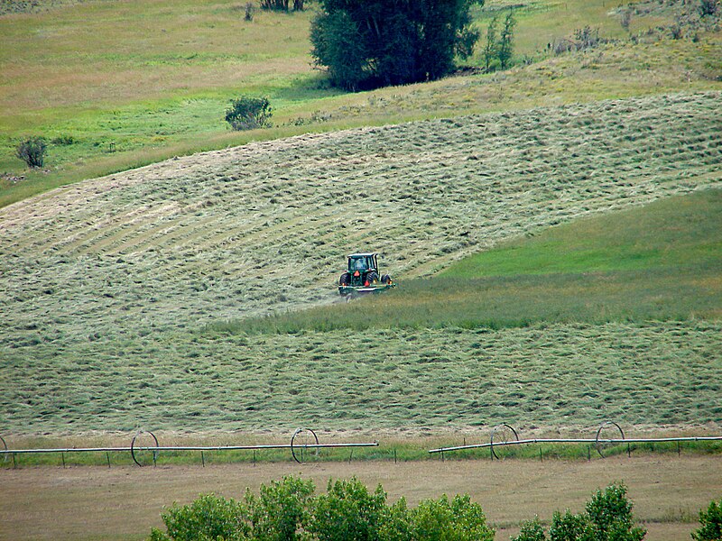 File:Haymaking 1 mowing.jpg