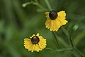 Helenium flexuosum