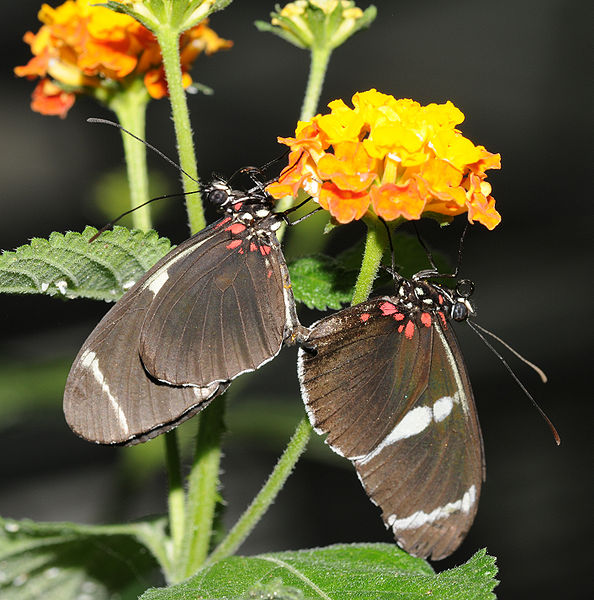 File:Heliconiinae sp.jpg