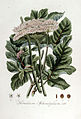 Heracleum sphondylium — Flora Batava — Volume v7.jpg