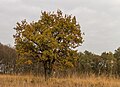 * Nomination Hiking in autumn by Wijnjeterper Schar. Raw biotope in autumn colors. --Agnes Monkelbaan 04:34, 26 October 2017 (UTC) * Promotion  Support Good quality. -- Johann Jaritz 04:49, 26 October 2017 (UTC)