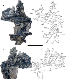 Block containing the skull Hesperornithoides skull block.png