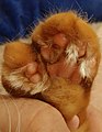 Closeup of a polydactyl paw, which occurs in some Highlander cats.