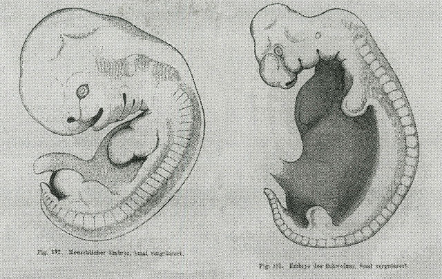 fish embryo vs human embryo