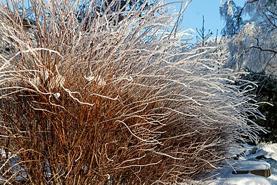 Hoar frost on a hedge in winter in Tuntorp