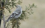 Thumbnail for File:Hoary Redpoll - 16550142485.jpg