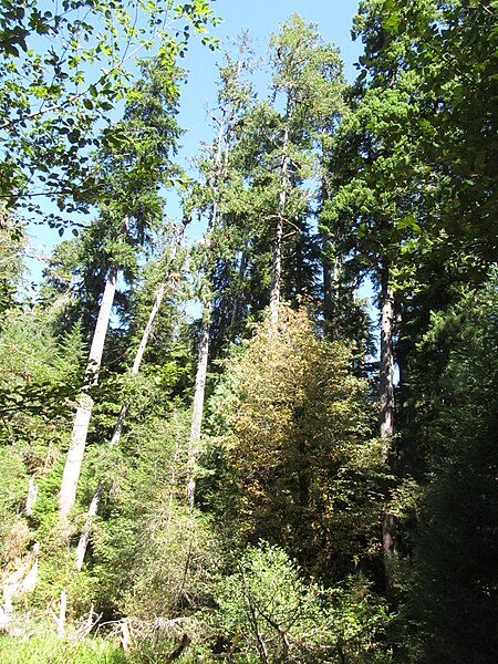 File:Hoh Rainforest - Olympic National Park - Washington State (9780147225).jpg