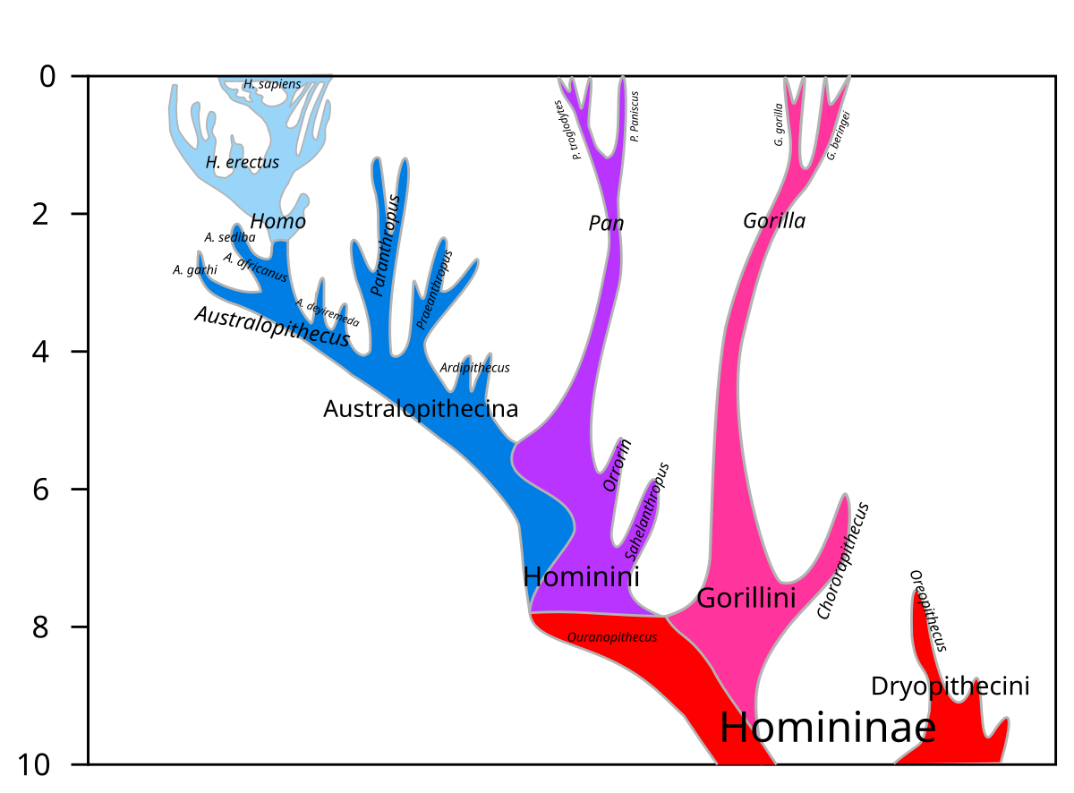 Primate Evolution Chart