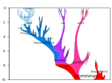 Hominini lineage.svg