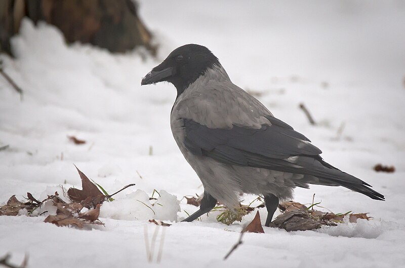 File:Hooded crow (50862797662).jpg