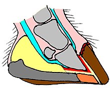 Sagittal section of a wild horse hoof.
Pink: soft tissues;
light gray: bone;
cyan: tendons;
red: corium;
yellow: digital cushion;
dark gray: frog;
orange: sole;
brown: walls Horse hoof wild bare sagittal.jpg