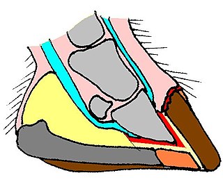 <span class="mw-page-title-main">Hoof wall separation disease</span>