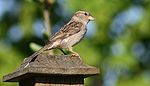 House Sparrow (Passer Domesticus) female