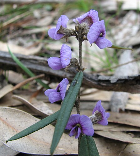 Hovea heterophylla