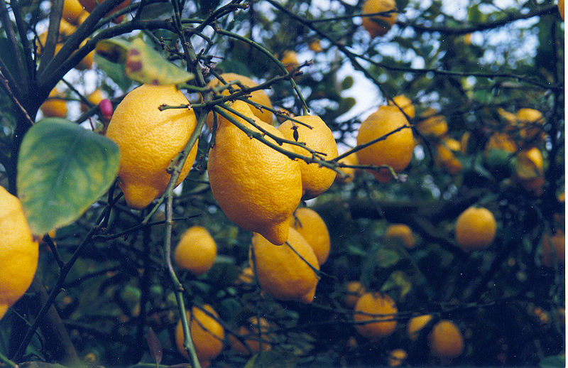 File:Huerto de limones en Benezujar, Alicante - panoramio.jpg