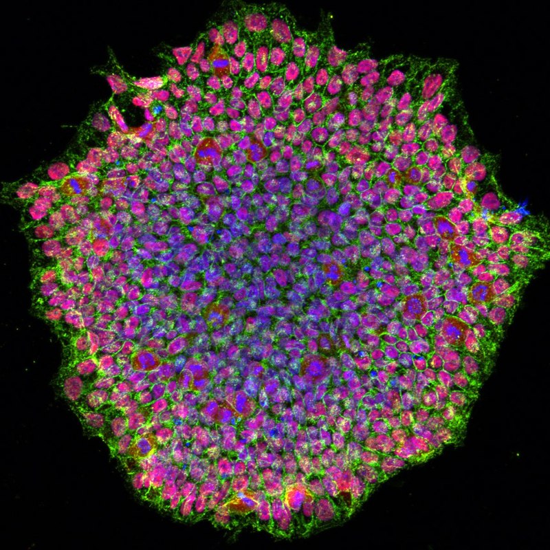 Human cells can be used to test drugs