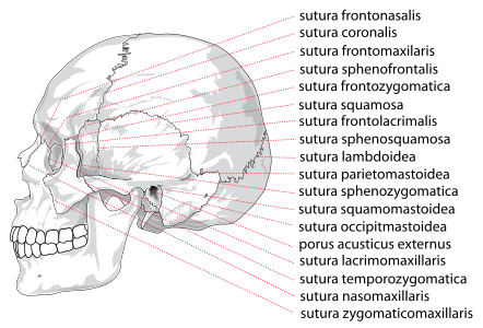 Suturas of the human skull