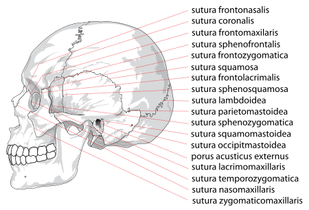 ไฟล์:Human skull side suturas right.svg