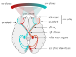 Миниатюра для Файл:Human visual pathway bn.svg