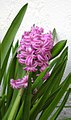 Hoa lan dạ hương -tên tiếng Anh là Hyacinthaceae