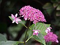 Hydrangea macrophylla 'Izu-no-hana', Hortensja ogrodowa 'Izu-no-hana', 2016-07-23