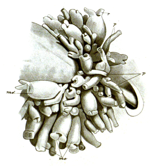 <i>Hydrichthys sarcotretis</i> Species of marine parasite