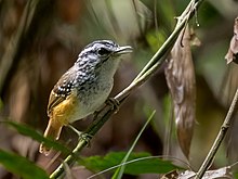 Gipocnemis striata - Spix's Warbling Antibird; Karaxas milliy o'rmoni, Para, Braziliya.jpg