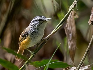 <span class="mw-page-title-main">Spix's warbling antbird</span> Species of bird