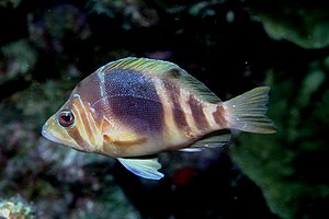 Brown banded hamlet perch (Hypoplectrus puella)