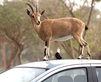 Nubian ibex on Hyundai I20 with Tristram's grackle at Ein Gedi, Israel