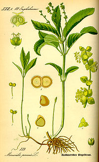 Illustration_Mercurialis_perennis0.jpg