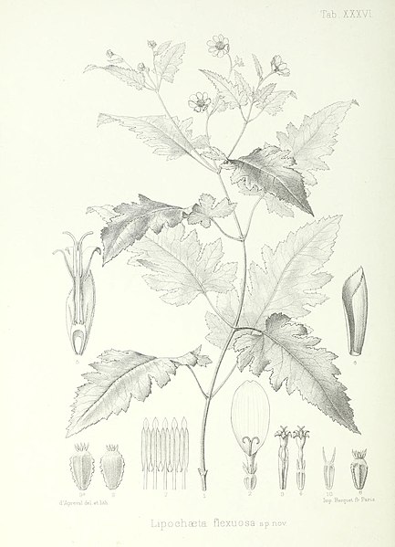 File:Illustrationes florae insularum Maris Pacifici (15752472799).jpg
