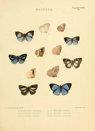 <i>Hypophytala</i> Butterfly genus in family Lycaenidae