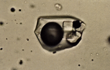 A microscopic picture of a fluid inclusion (non-permeable enhydro) showing a dark vapor bubble trapped in quartz. Inclumed.gif