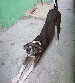 A free-ranging dog is a dog that is not confined to a yard or house. Free-ranging dogs include street dogs, village dogs, stray dogs, feral dogs, etc., and may be owned or unowned.