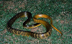 Indigo Snake (Drymarchon corais) (7774161874).jpg