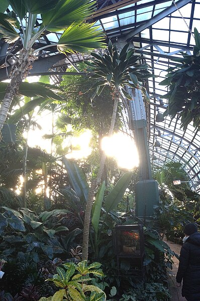 File:Inside the Lincoln park conservatory.jpg