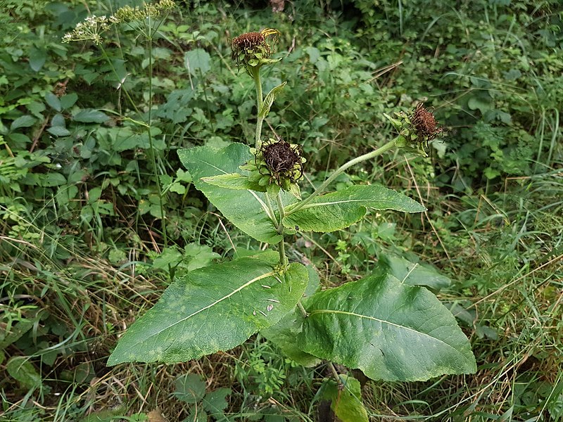 File:Inula helenium sl45.jpg