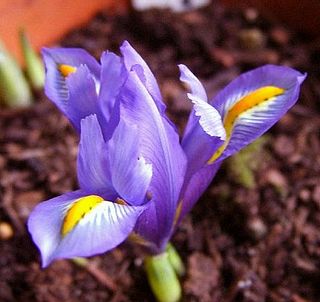 <i>Iris hyrcana</i> Species of flowering plant