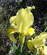 Iris lutescens