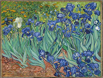 Irises, by Vincent van Gogh. The iris (from Greek for "rainbow") is in the family Iridaceae. Irises-Vincent van Gogh.jpg