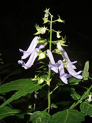 花冠は唇形で、筒部がいちじるしく長く、上唇は立ち上がって浅く4裂し、下唇はボート形になって前方につき出る。果実は4個の平滑な分果からなり、伸びた萼に包まれる。