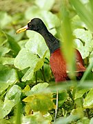 Jacana spinosa