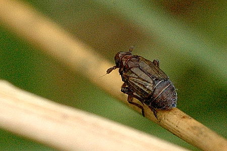 Javesella.pellucida.female.jpg