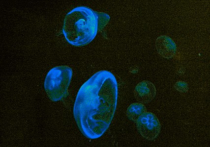 The Jellyfish, Aurelia aurita, in the aquariun Oceanopolis in Brest (FR)