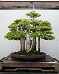 Thumbnail for File:John Naka's Goshin - National Bonsai &amp; Penjing Museum - Washington, D.C. - Stierch - B.jpg