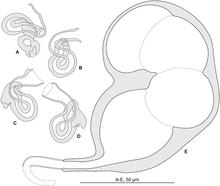 Journal.pone.0171392.g012 - Pseudorhabdosynochus sinediscus from Mycteroperca costae.png